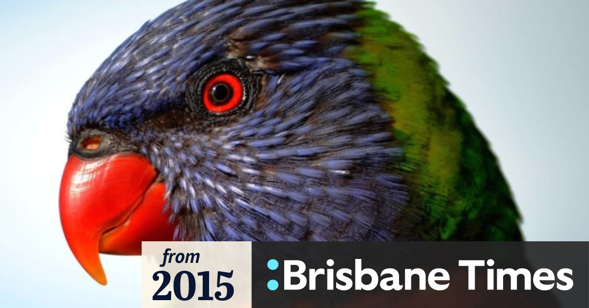 Lorikeets and parrots turn to eating meat